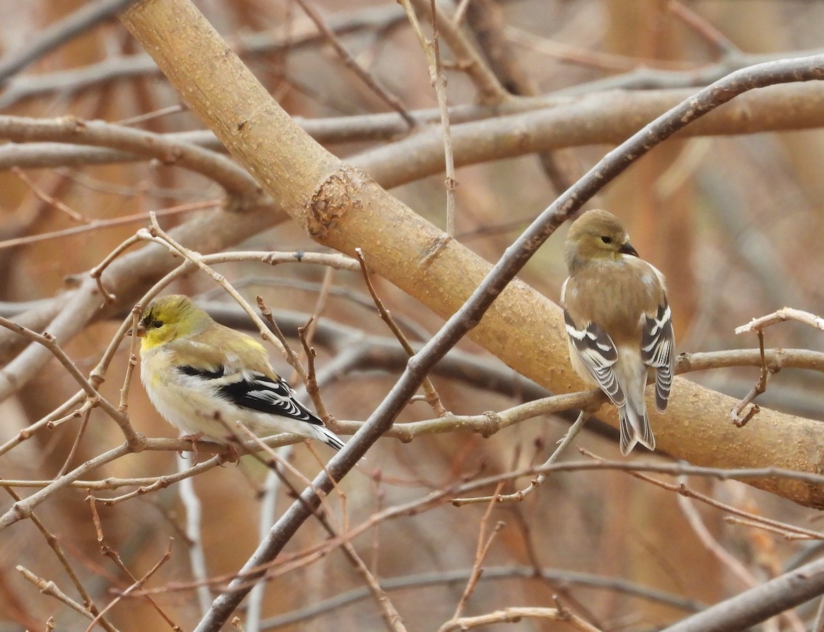 American Goldfinch - ML299709841