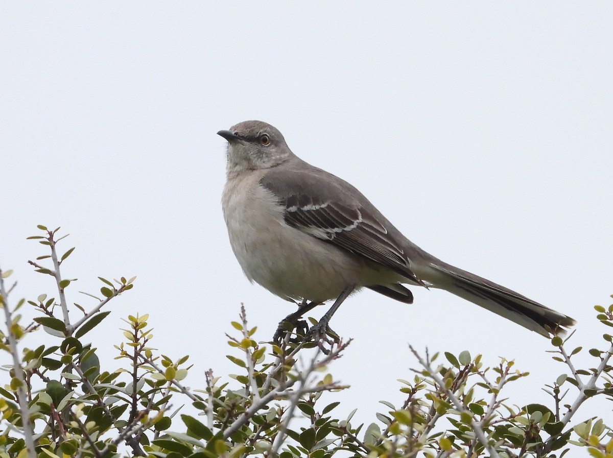 Northern Mockingbird - ML299712531