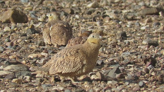 Crowned Sandgrouse - ML299712951