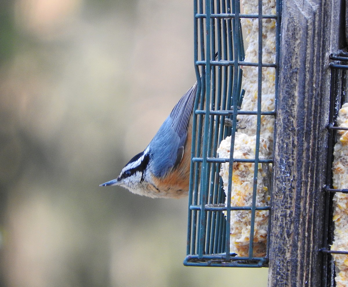 Red-breasted Nuthatch - ML299714751