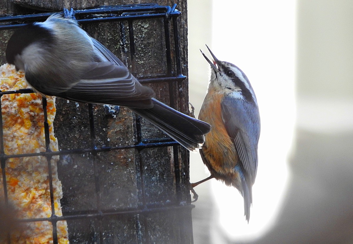 Red-breasted Nuthatch - ML299714831