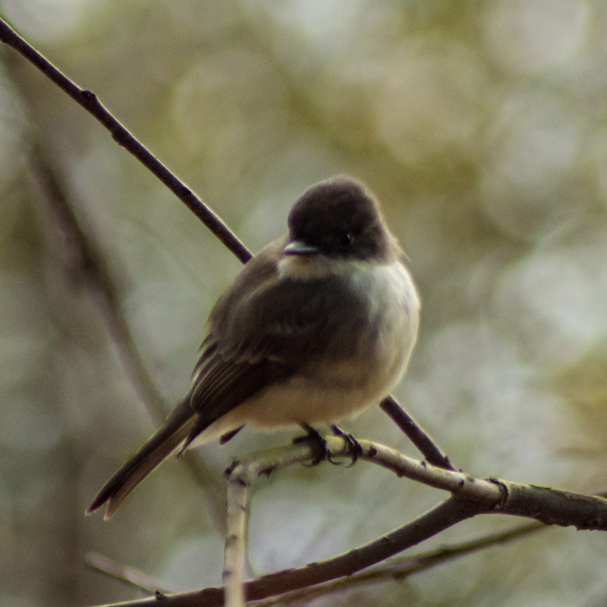 Eastern Phoebe - ML299714851