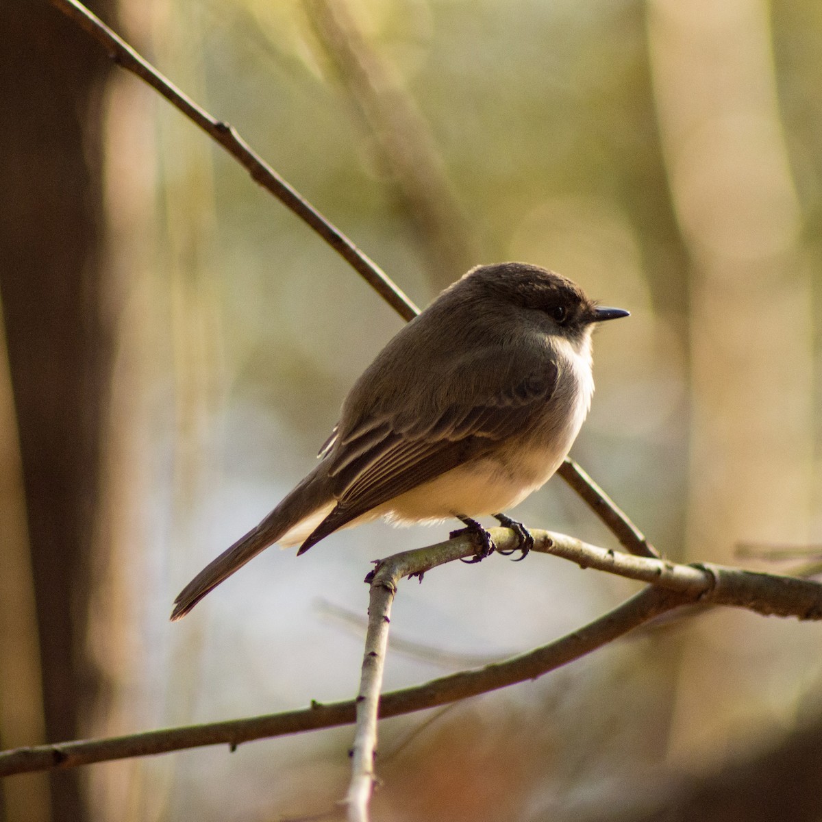 Eastern Phoebe - ML299714871