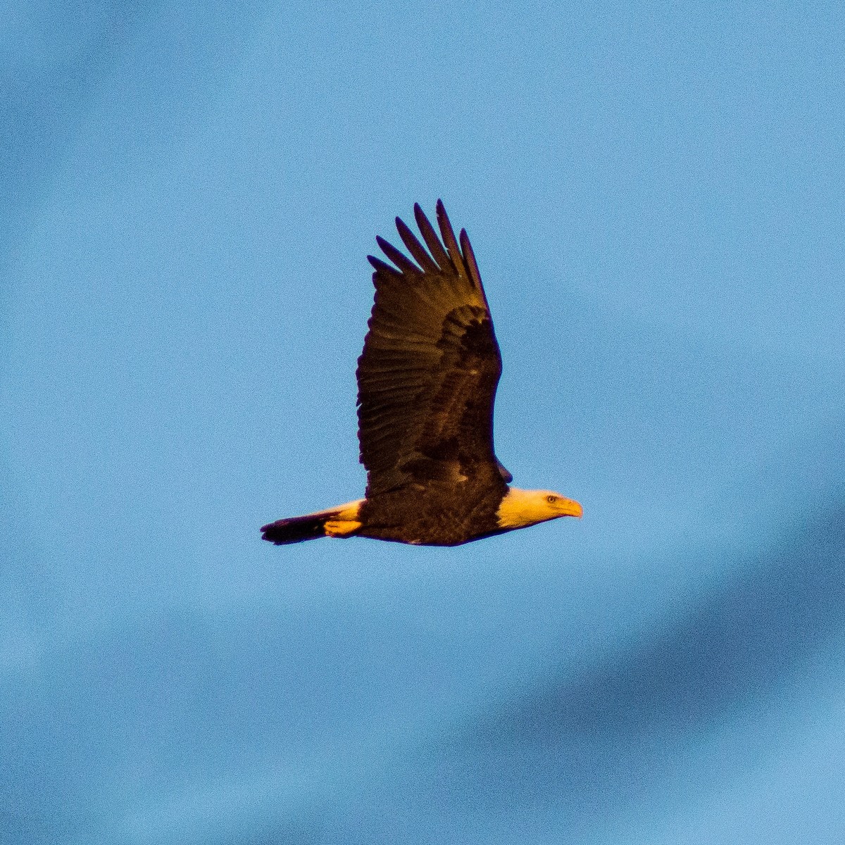 Bald Eagle - ML299714881