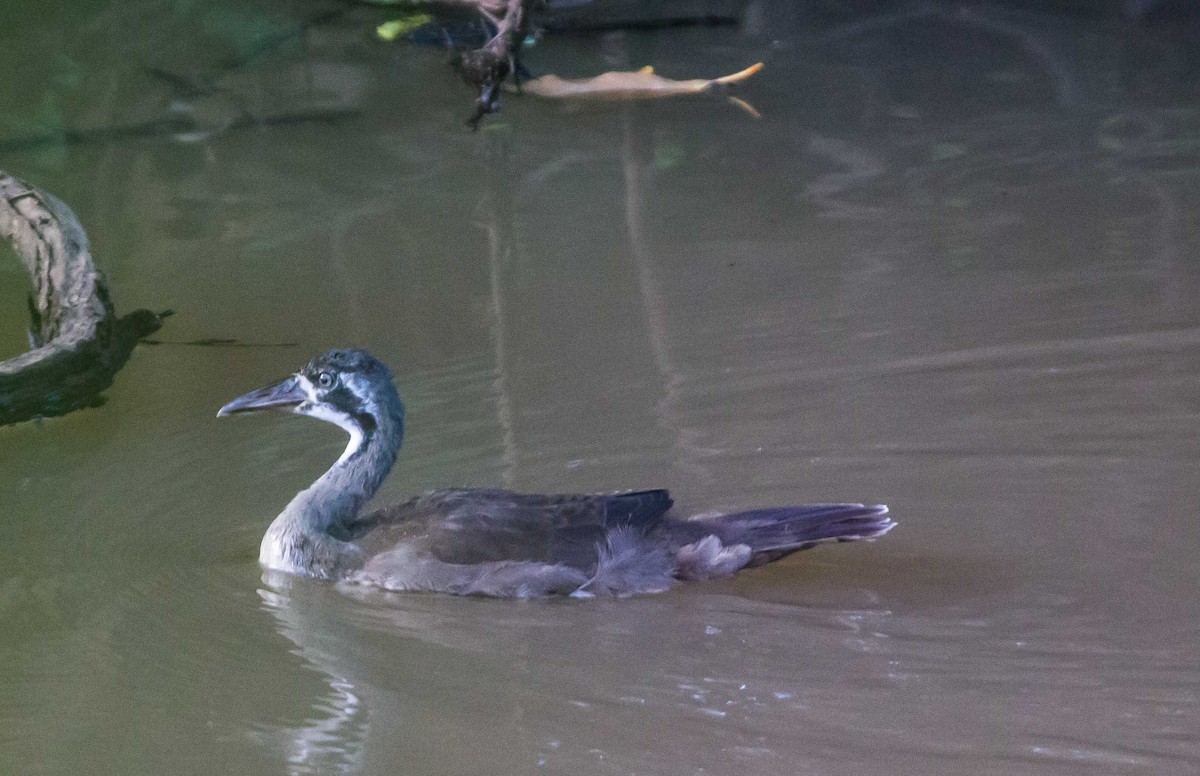 Masked Finfoot - Ashish John