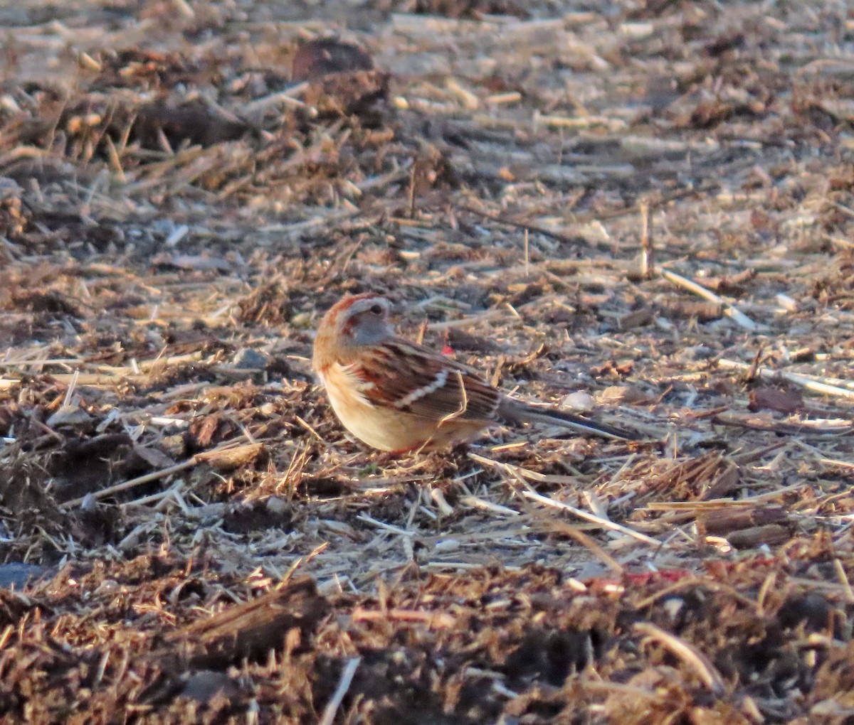 American Tree Sparrow - ML299717741