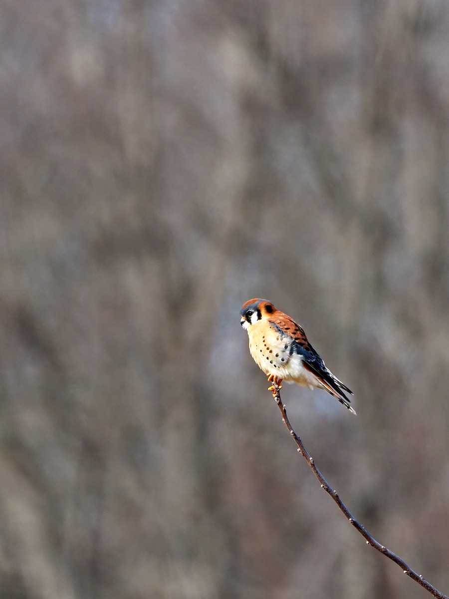 American Kestrel - Gary Mueller