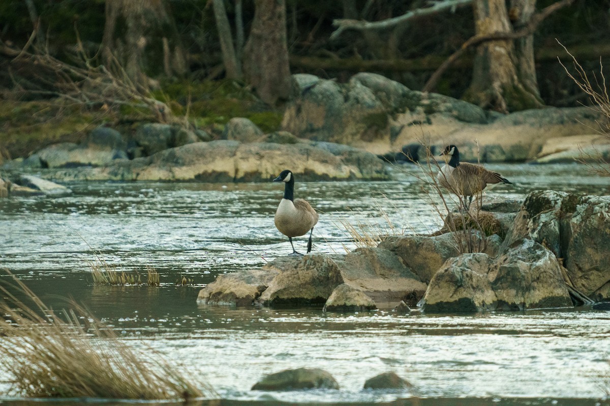 Canada Goose - ML299718851