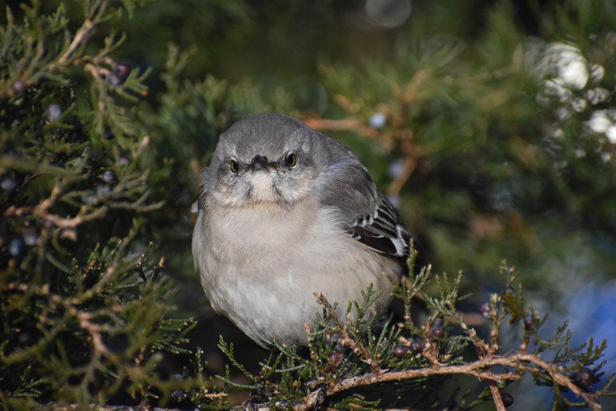 Northern Mockingbird - ML299719261