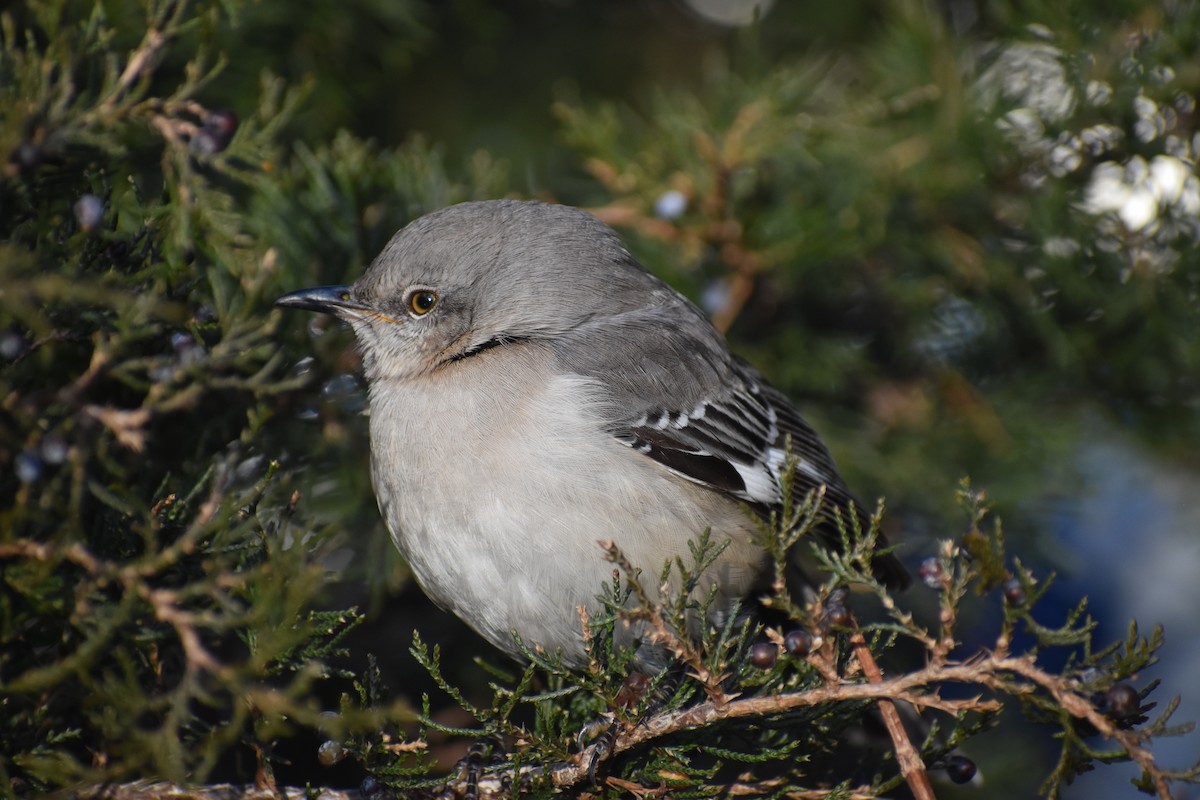 Northern Mockingbird - Nathan O'Reilly