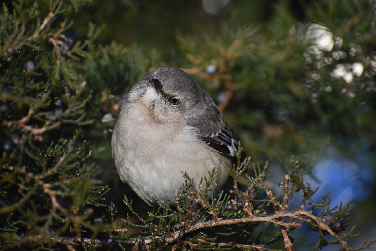 Northern Mockingbird - ML299719291