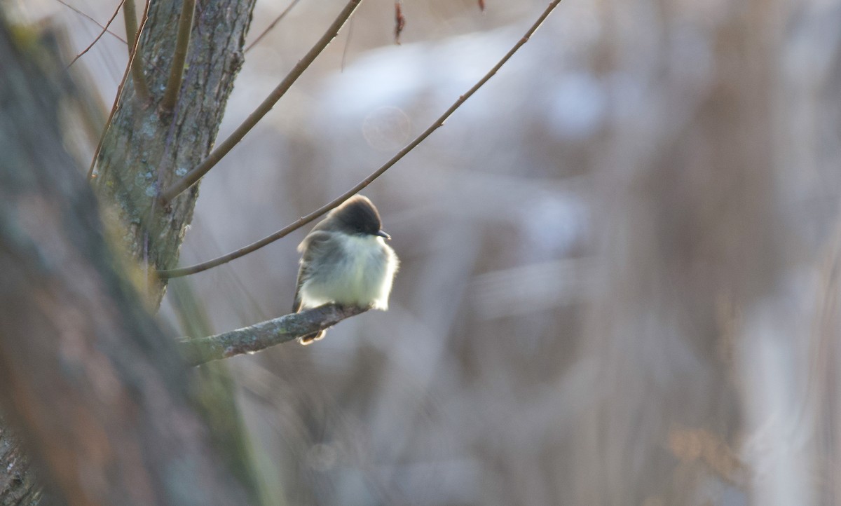 Eastern Phoebe - ML299719751