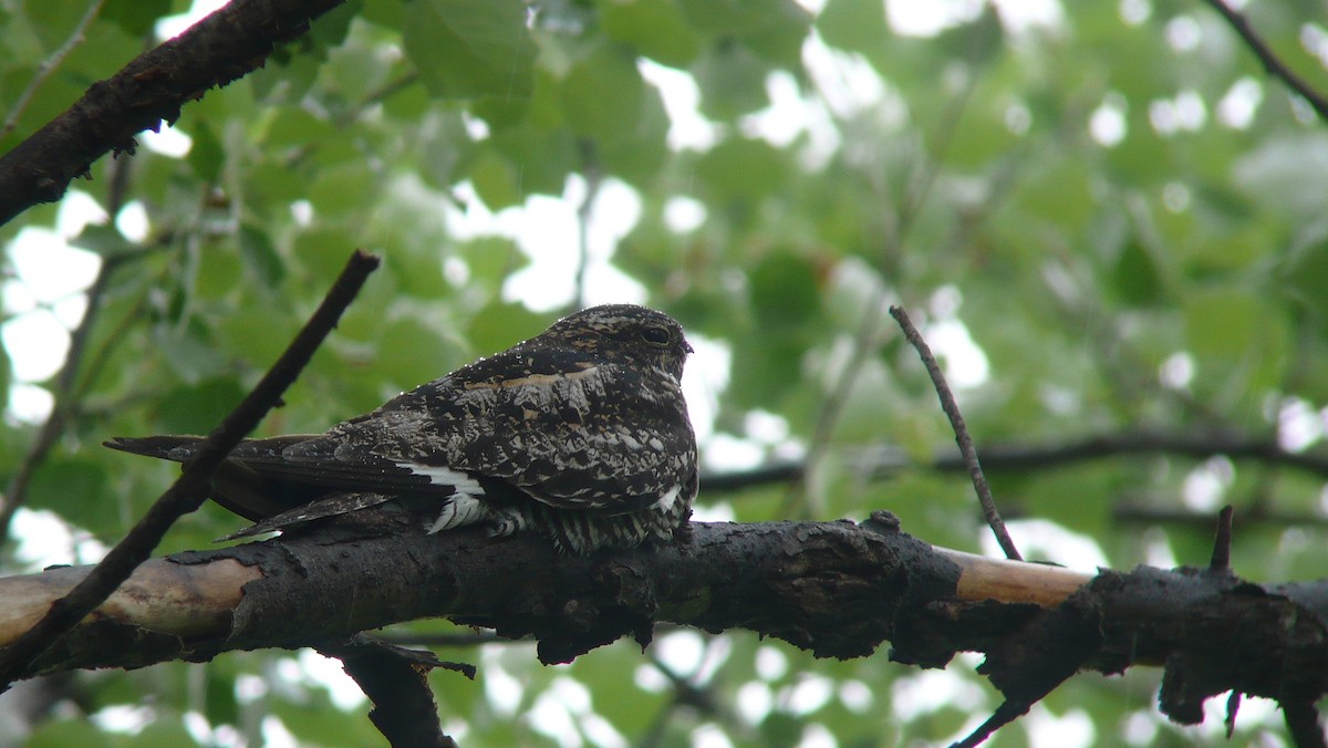 Common Nighthawk - Tim Lenz