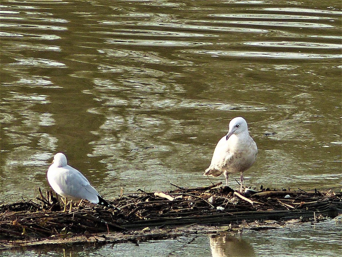 Glaucous Gull - Karthik Murali