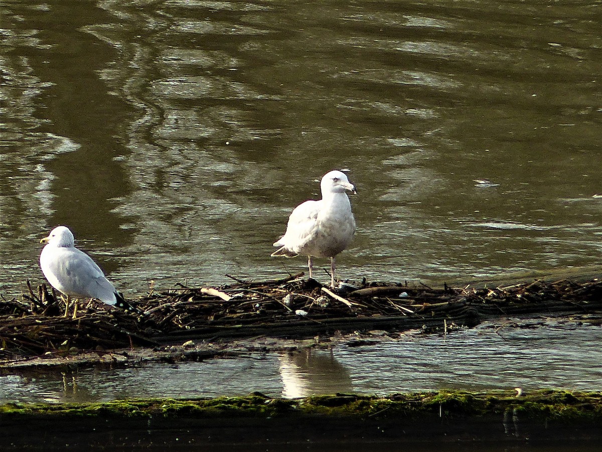 Glaucous Gull - Karthik Murali