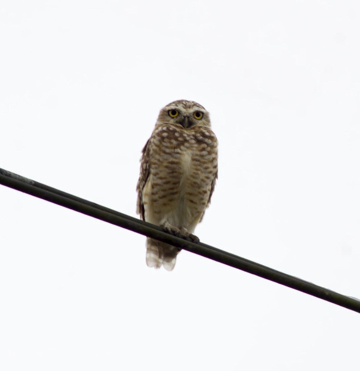 Burrowing Owl - George Dávila