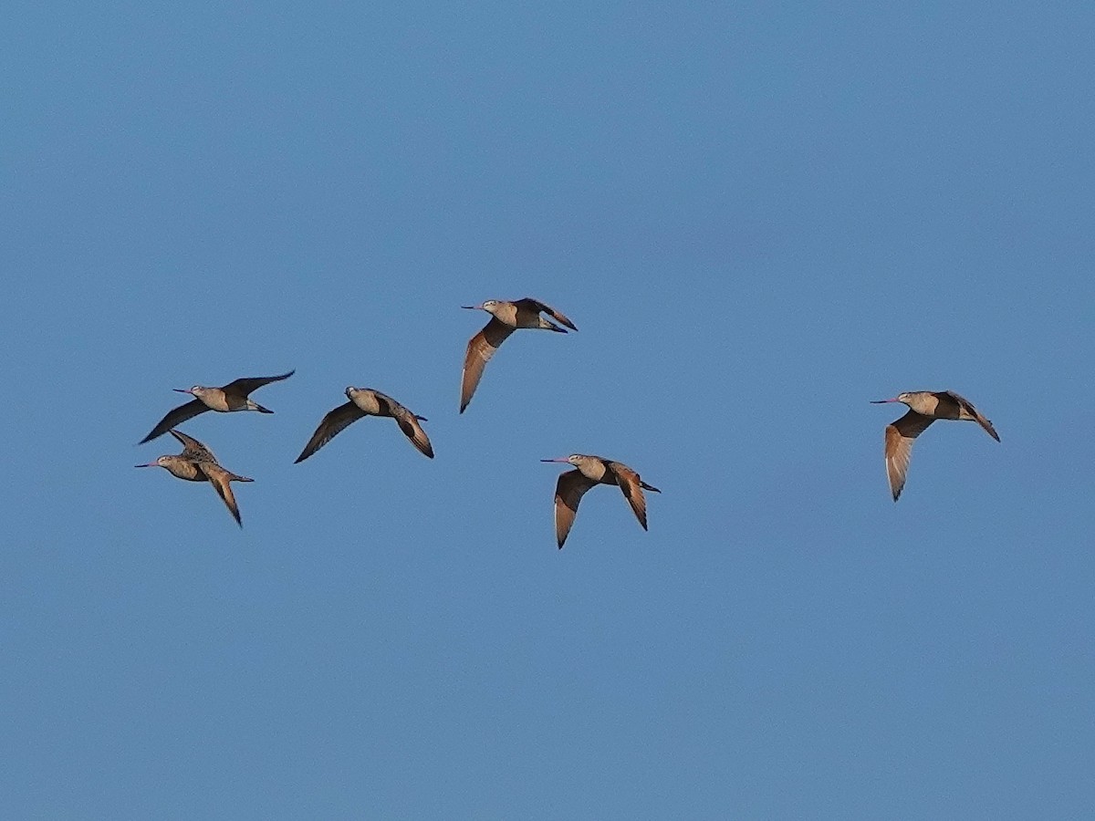 Marbled Godwit - ML299724011