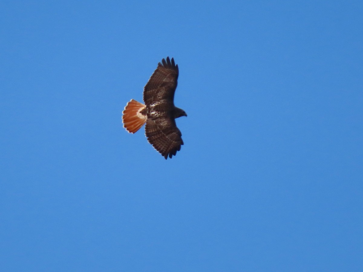 Red-tailed Hawk - ML299724801