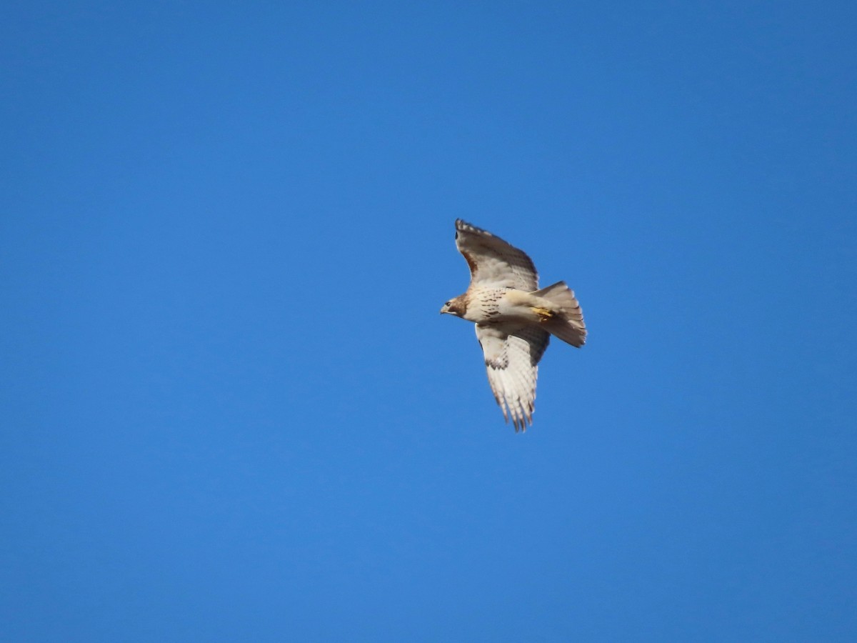 Red-tailed Hawk - ML299724811
