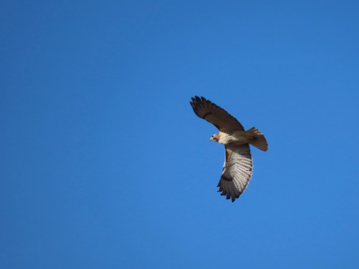 Red-tailed Hawk - ML299724831