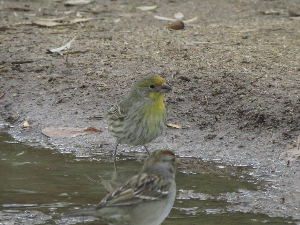 House Finch - ML299725691