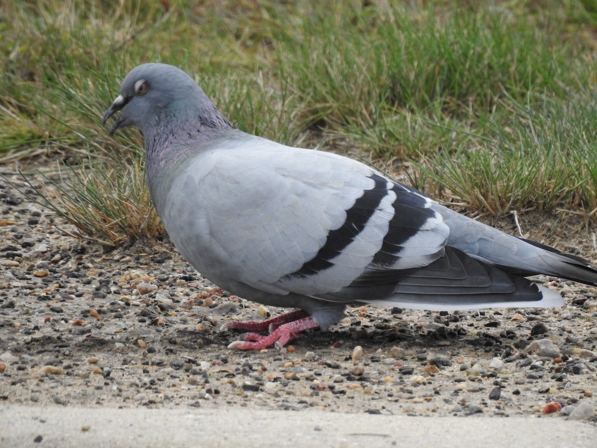 Хөхвөр тагтаа (суурин газрын) - ML299725871