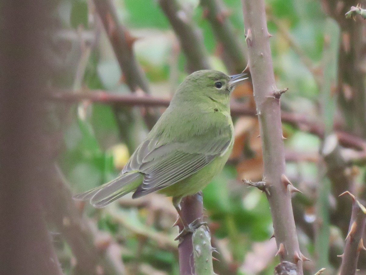 Orange-crowned Warbler - ML299726121