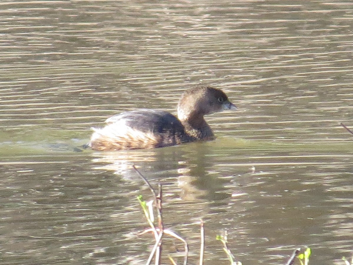 Pied-billed Grebe - ML299726861