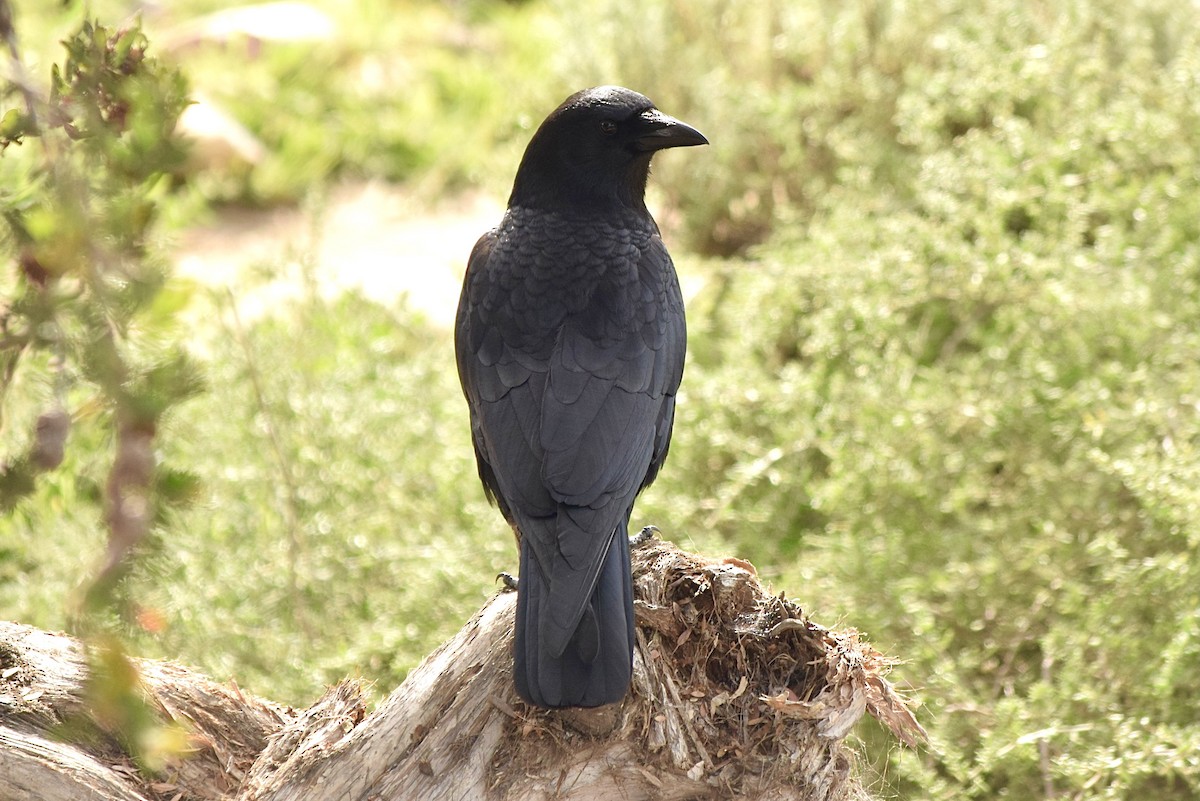 American Crow - ML299727691