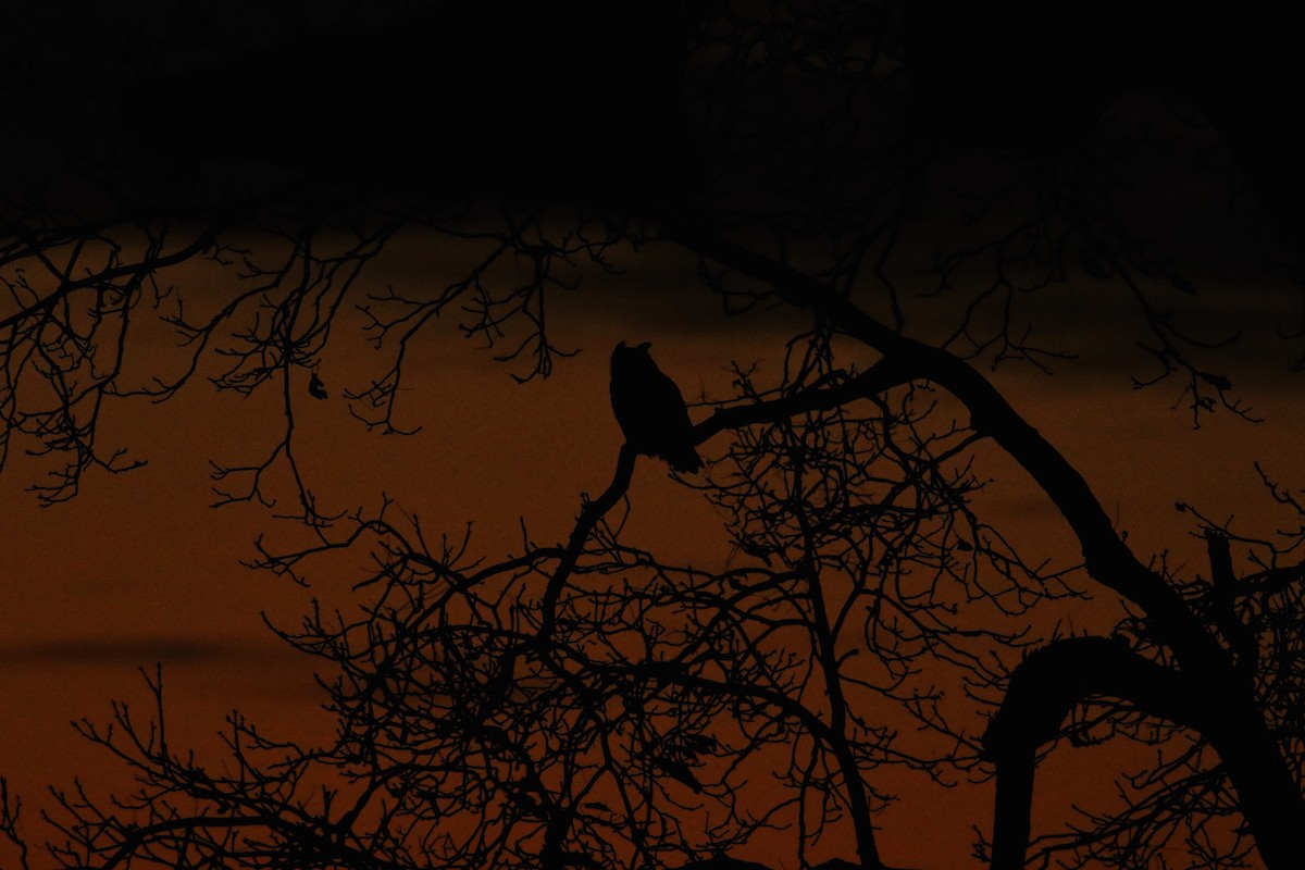 Hontz virginiarra - ML299728321