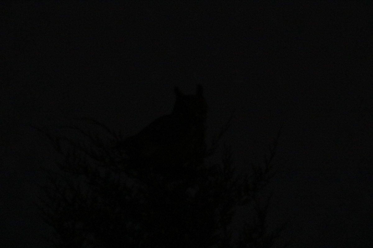 Hontz virginiarra - ML299728391