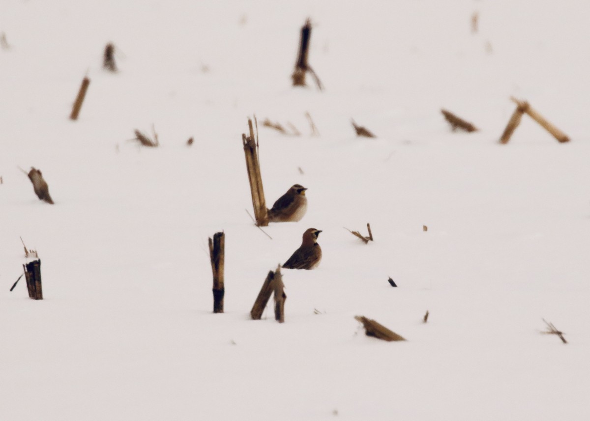 Hegatxabal adarduna - ML299728531