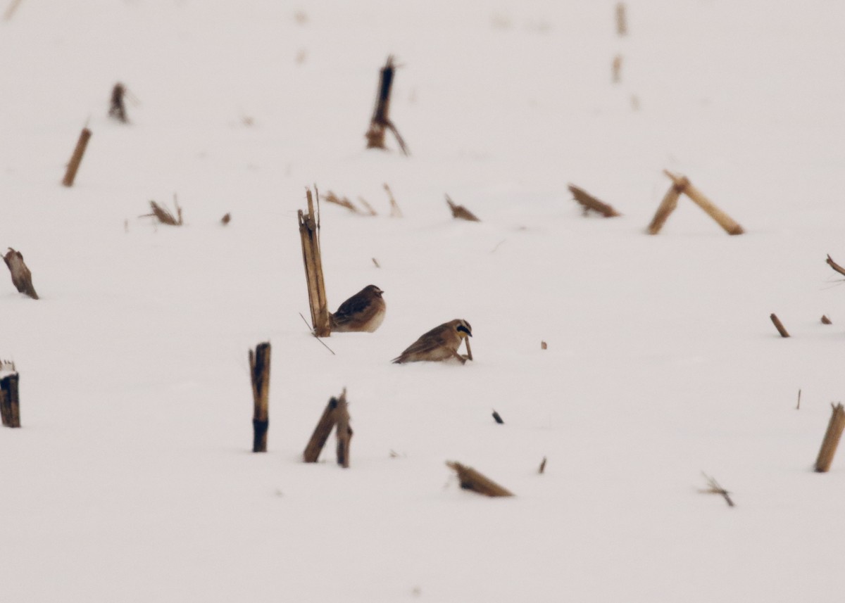 Hegatxabal adarduna - ML299728591