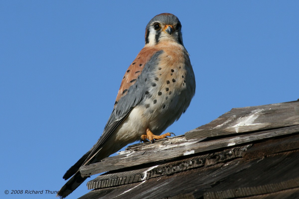 American Kestrel - ML299728921