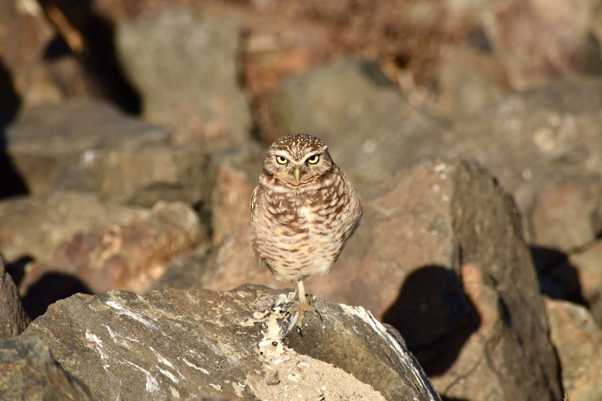 Burrowing Owl (Western) - ML299729011