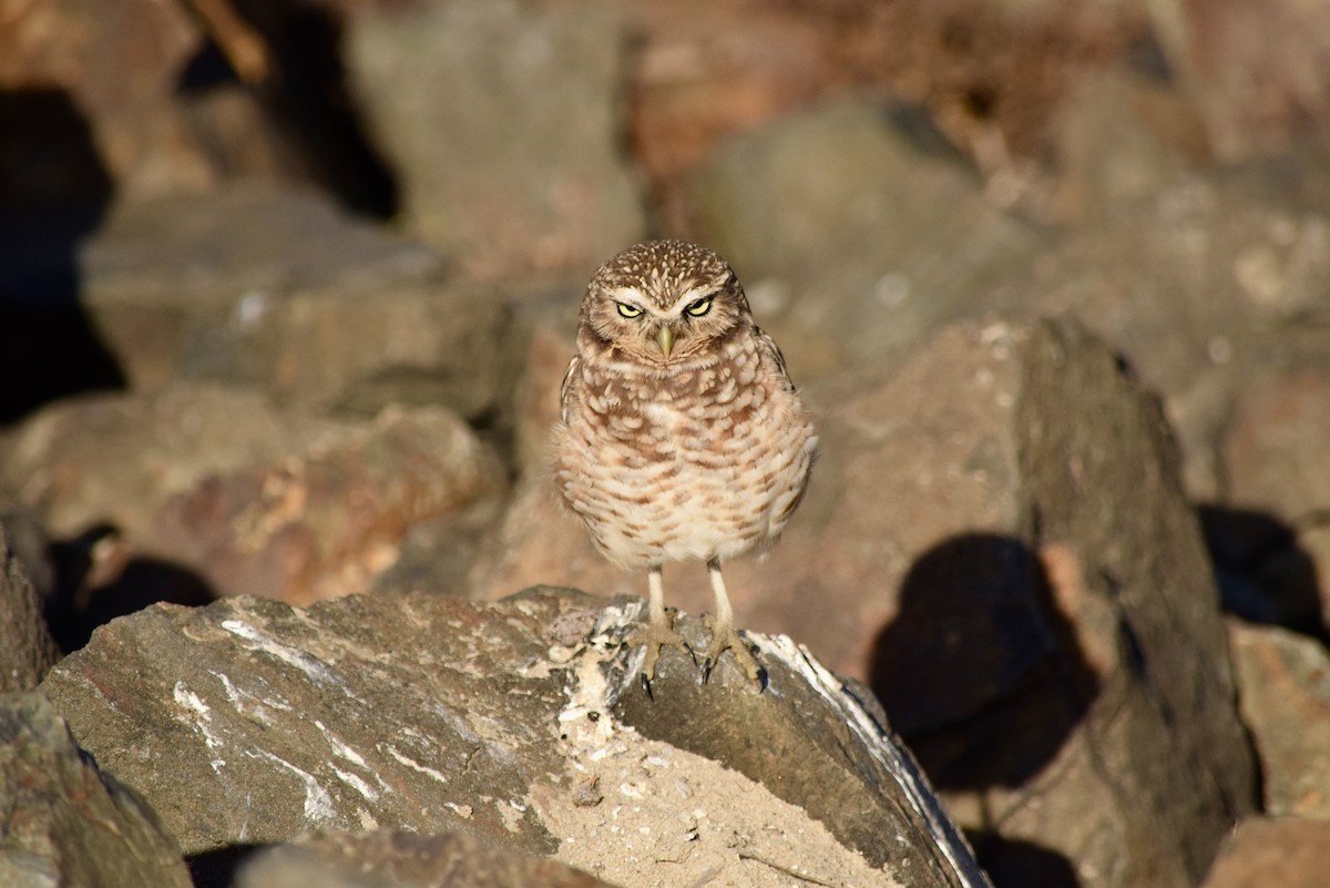 Burrowing Owl (Western) - ML299729041