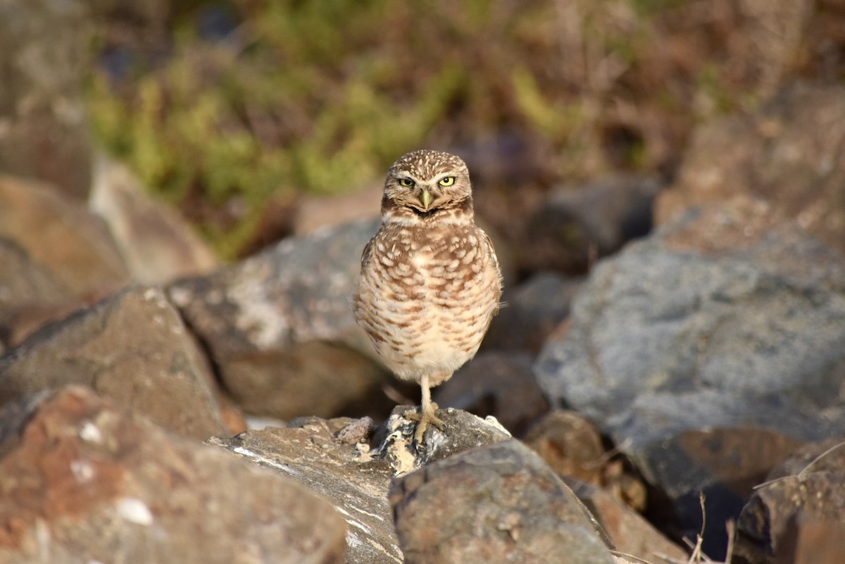 Burrowing Owl (Western) - ML299729051