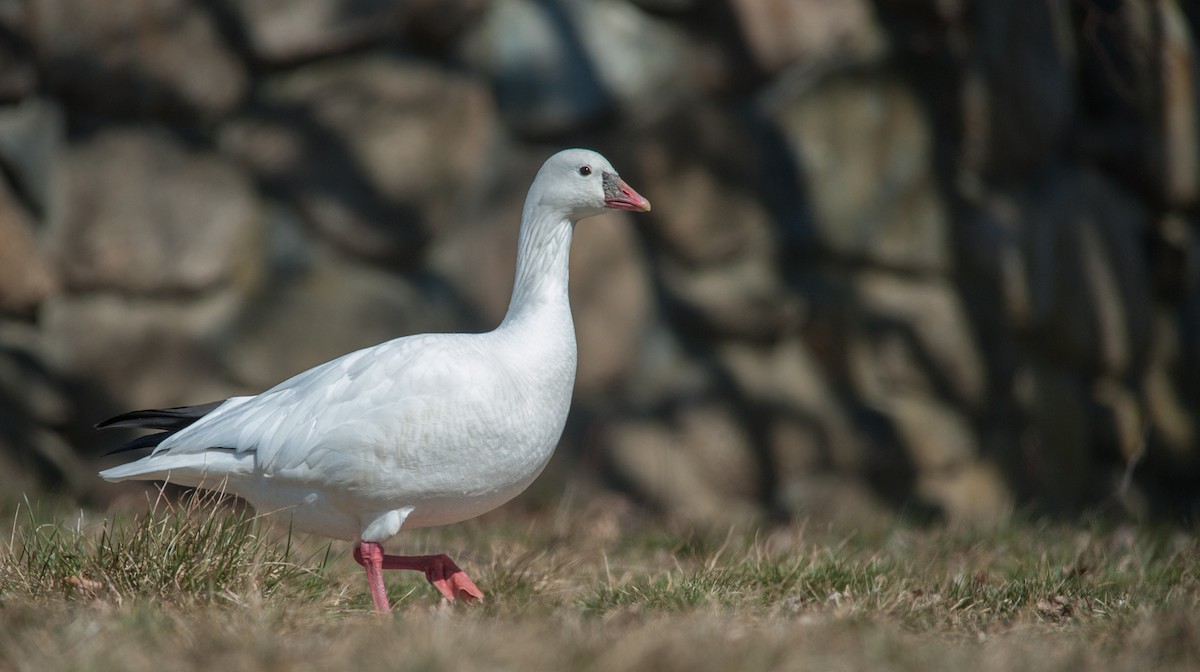 Ross's Goose - ML299729081