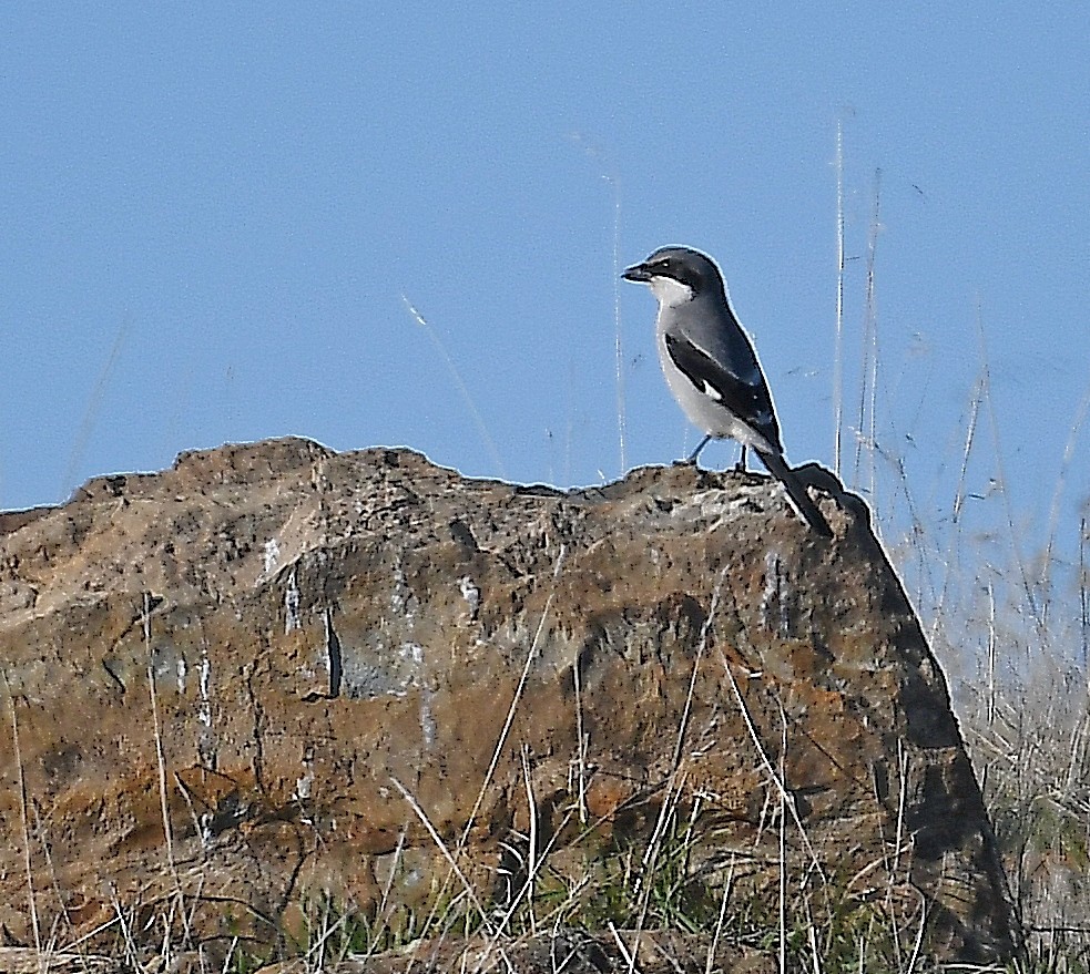 Loggerhead Shrike - ML299729091