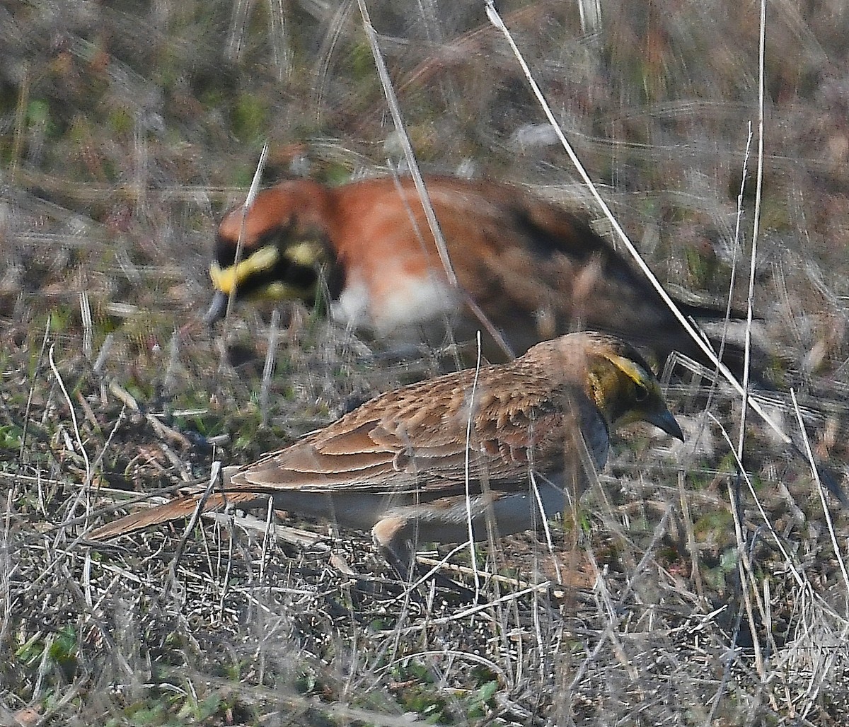 Horned Lark - ML299729211