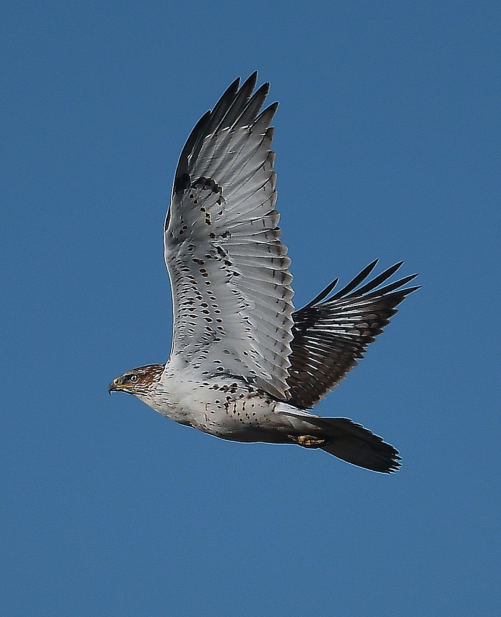 Ferruginous Hawk - ML299729361