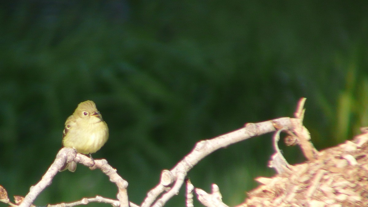 Yellow-bellied Flycatcher - Tim Lenz