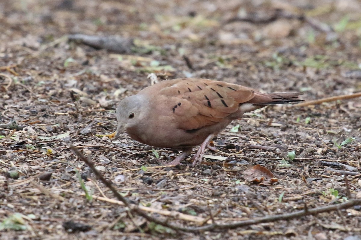 Ruddy Ground Dove - Vicki  Sandage