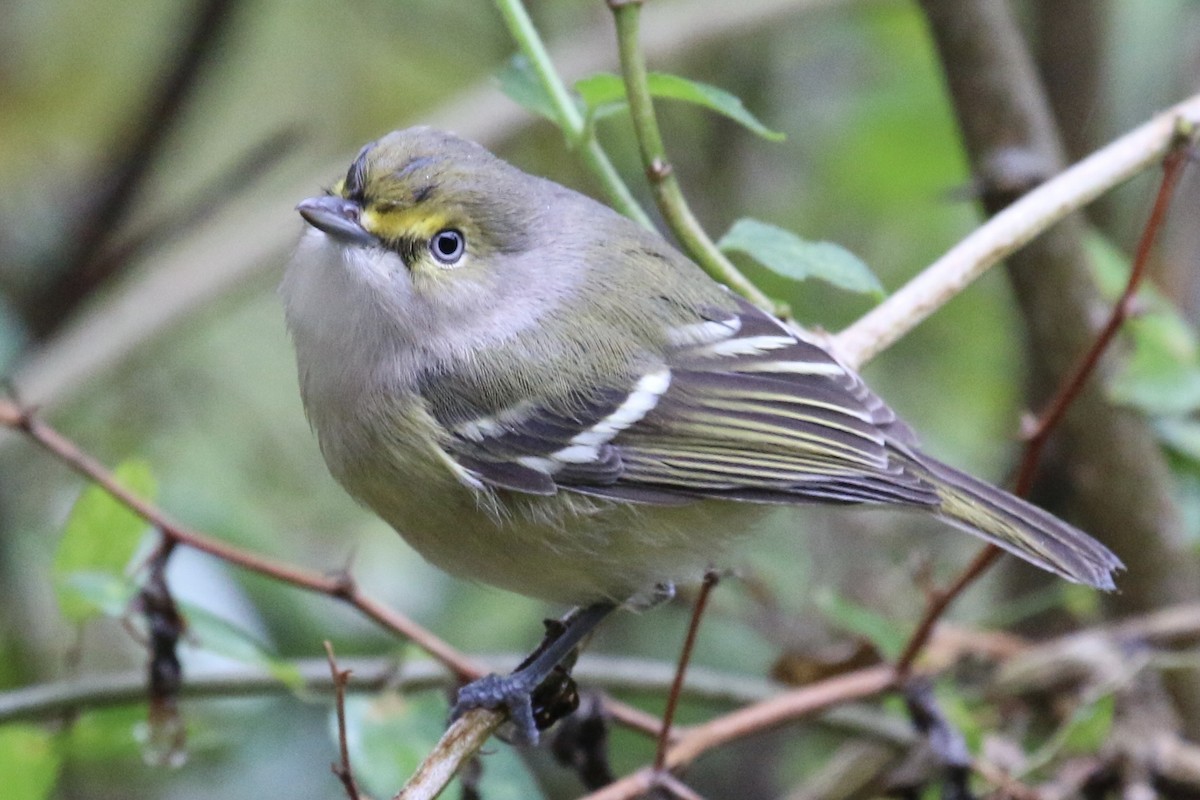 White-eyed Vireo - Vicki  Sandage