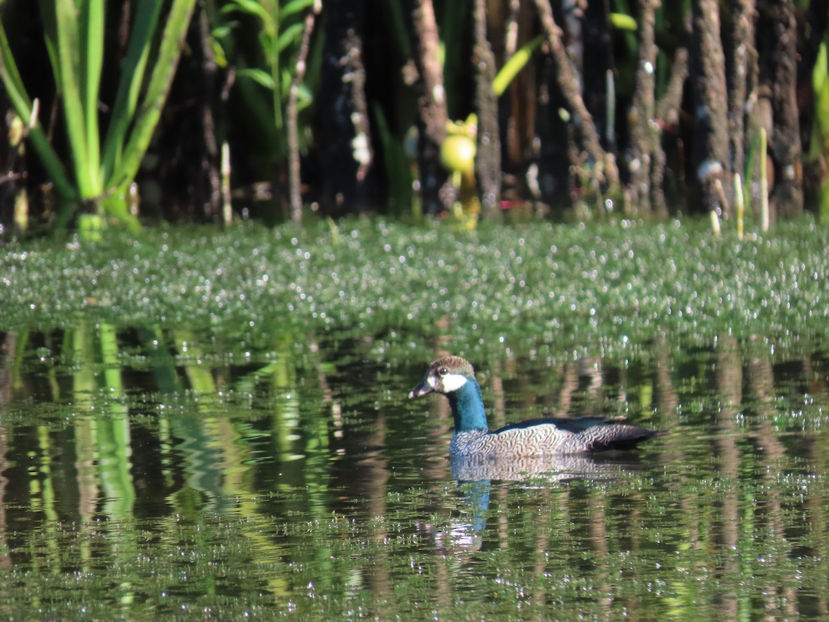 Green Pygmy-Goose - ML299732731