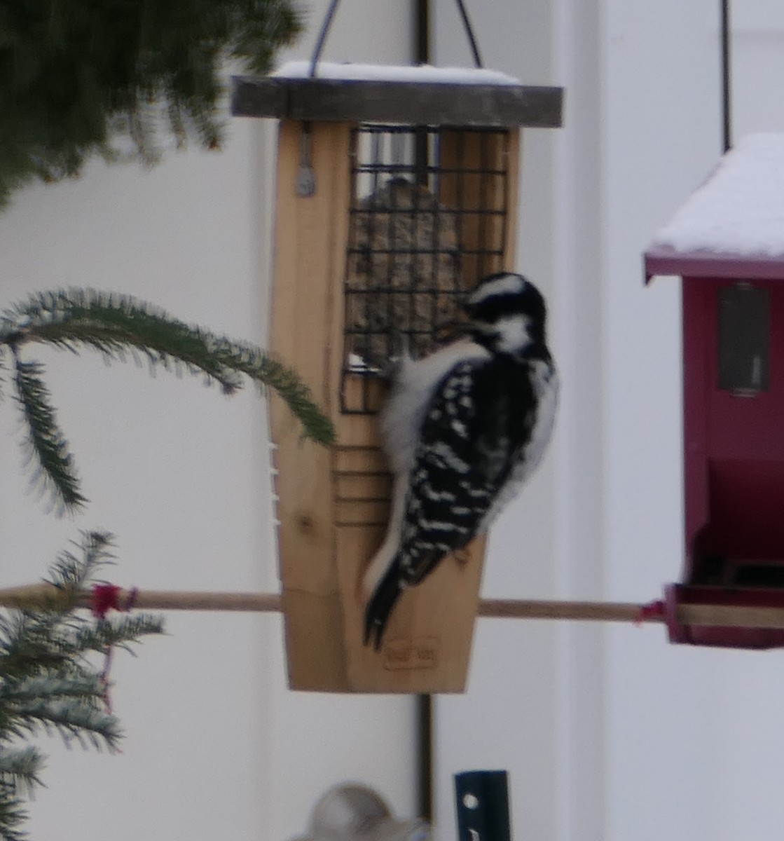 Hairy Woodpecker - ML299733401