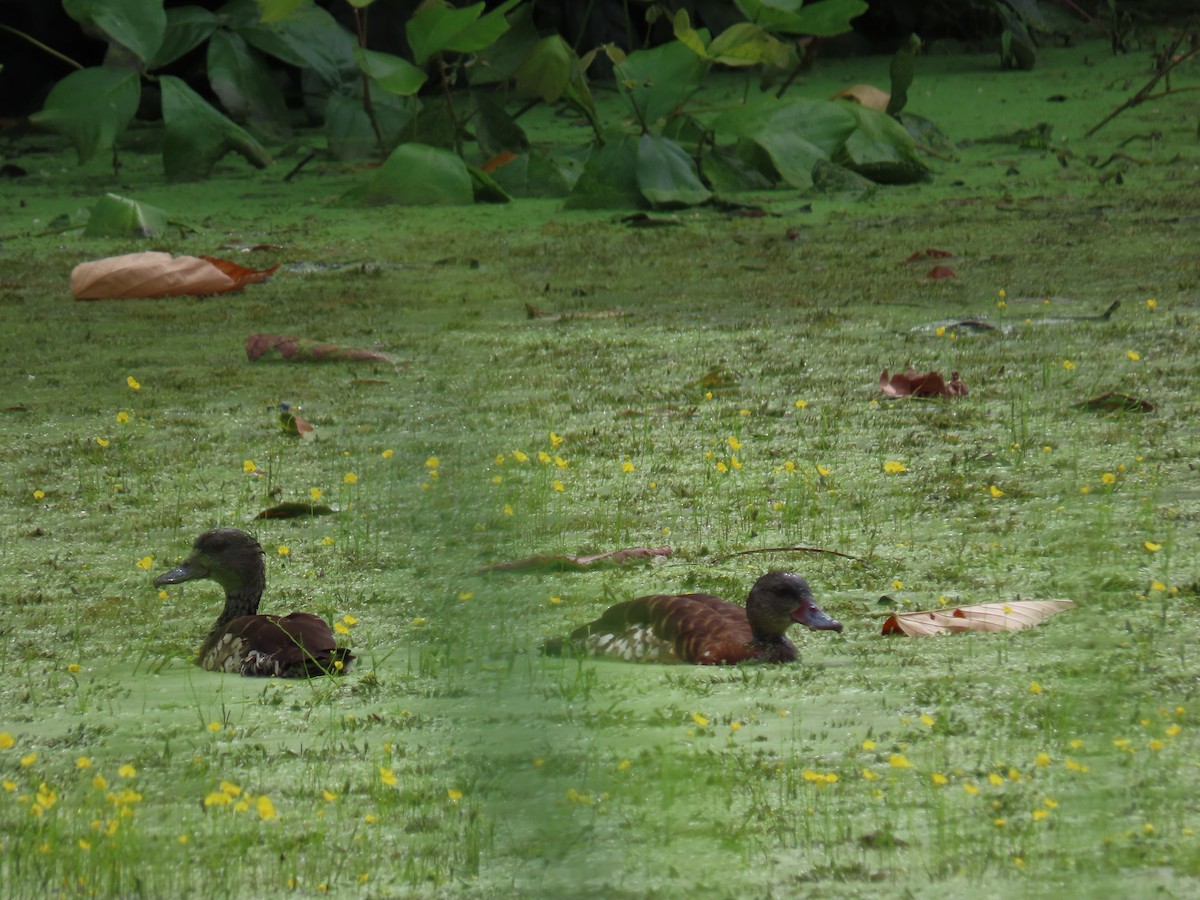 Spotted Whistling-Duck - ML299735031