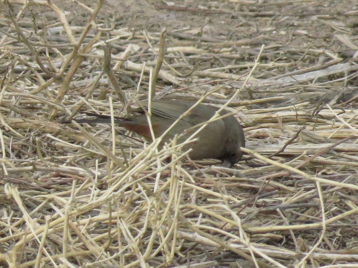 Abert's Towhee - ML299735461