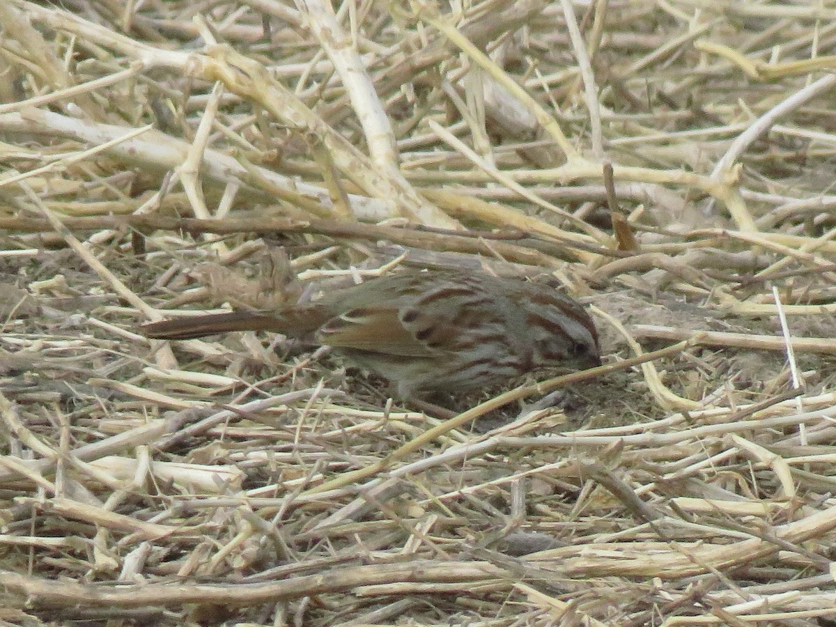 Song Sparrow - ML299735561