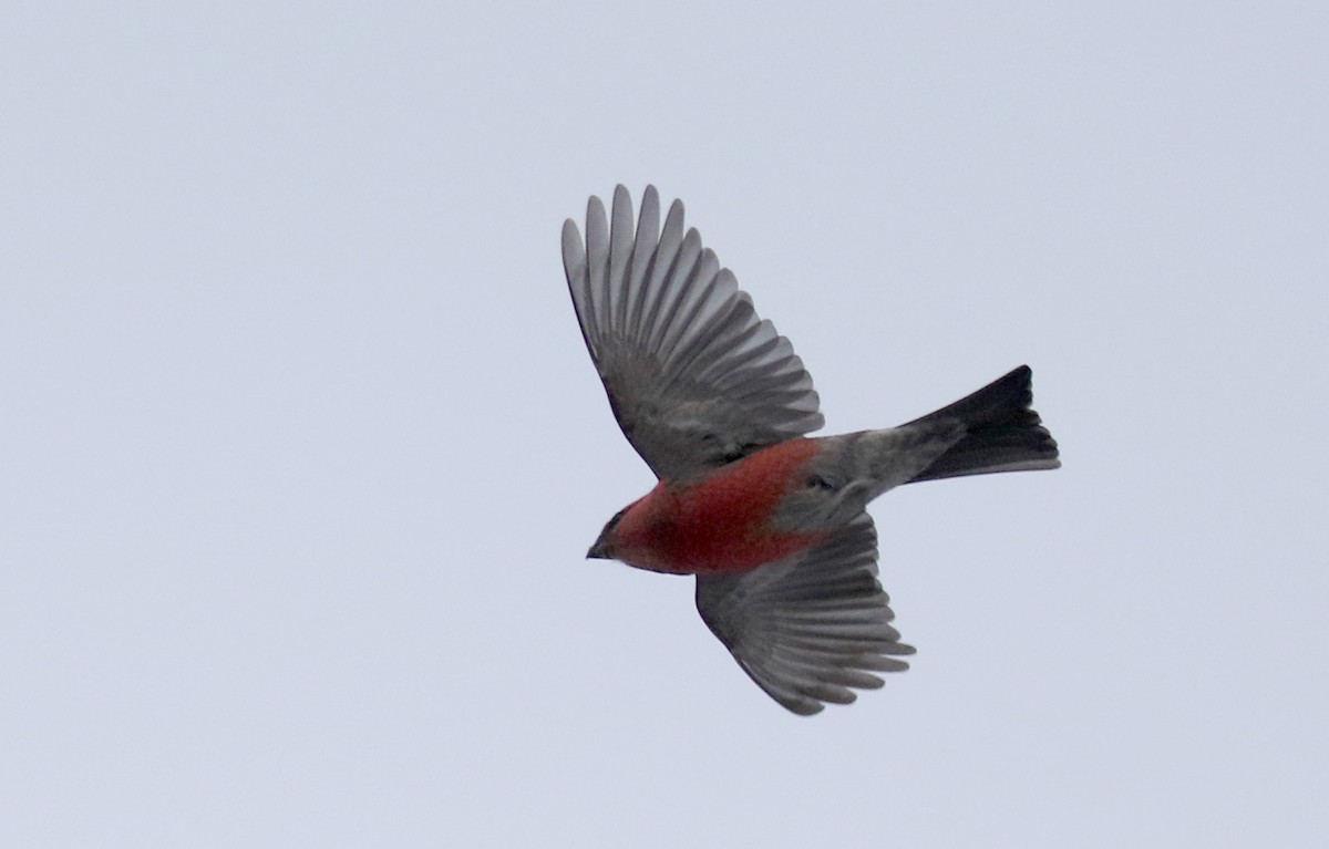 Pine Grosbeak (Taiga) - Jay McGowan